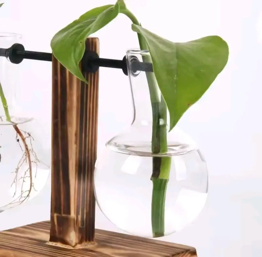 Indoor Glass Hydroponic Plant – Minimalist Water Plant for Tabletop & Office Decor BK Store