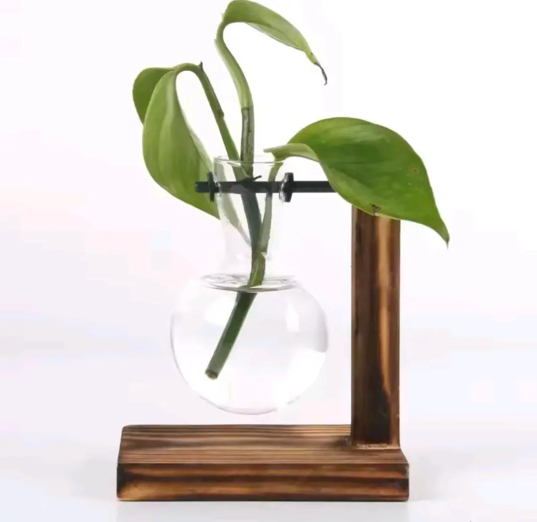 Indoor Glass Hydroponic Plant – Minimalist Water Plant for Tabletop & Office Decor BK Store