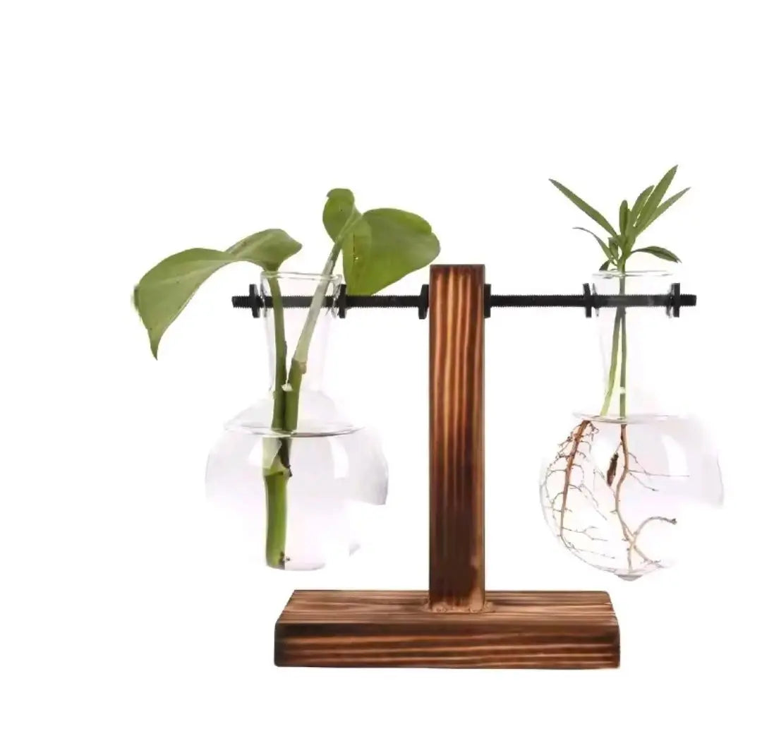 Indoor Glass Hydroponic Plant – Minimalist Water Plant for Tabletop & Office Decor BK Store