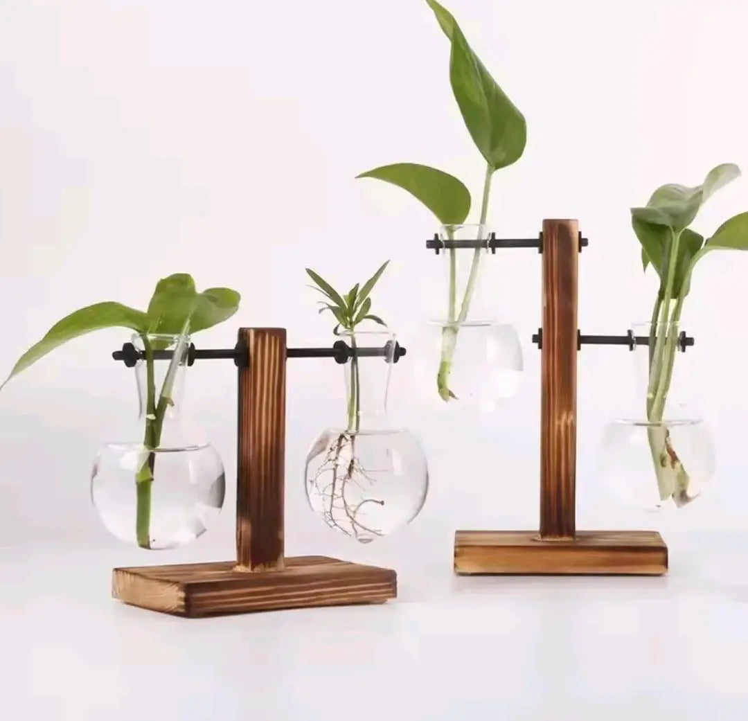 Indoor Glass Hydroponic Plant – Minimalist Water Plant for Tabletop & Office Decor BK Store